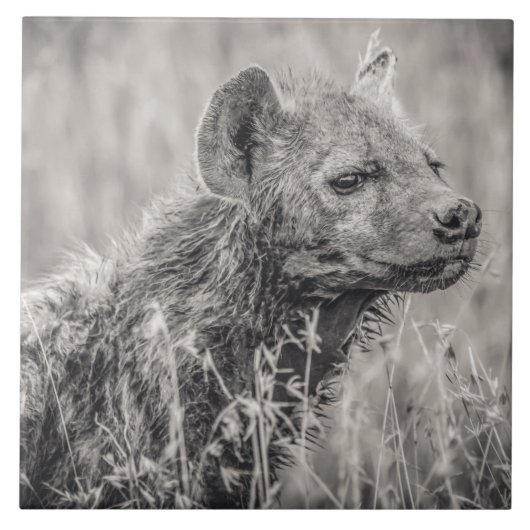 African Spotted Hyena Tegeltje (Voorkant)