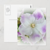 African Violet Blossom Briefkaart (Voorkant / Achterkant)