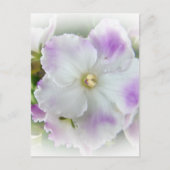 African Violet Blossom Briefkaart (Voorkant)