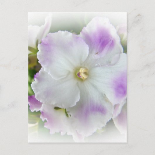 African Violet Blossom Briefkaart (Voorkant)