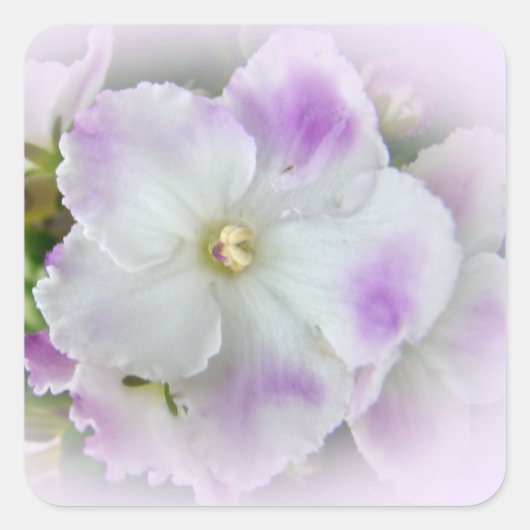 African Violet Blossom Vierkante Sticker (Voorkant)