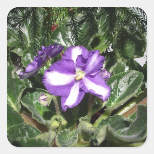 African Violet Blue/White Sticker (Voorkant)
