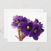 African violet briefkaart (Voorkant / Achterkant)