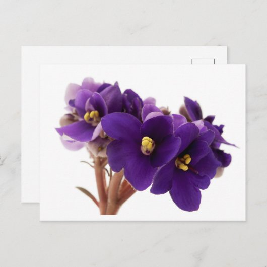 African violet briefkaart (Voorkant / Achterkant)