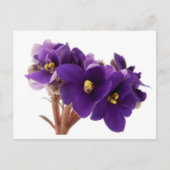 African violet briefkaart (Voorkant)