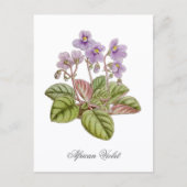 African Violet Curtis Botanical Briefkaart (Voorkant)