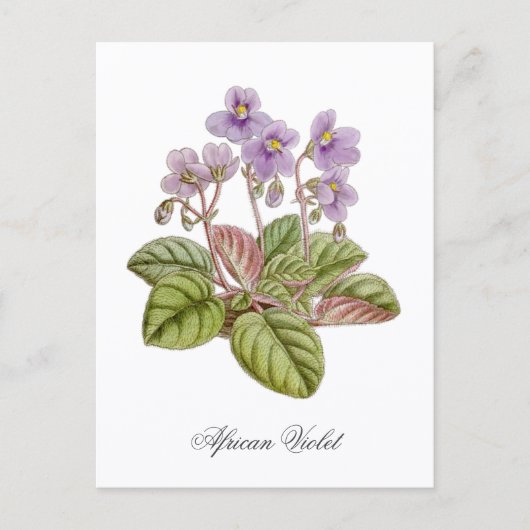 African Violet Curtis Botanical Briefkaart (Voorkant)