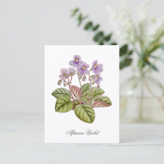 African Violet Curtis Botanical Briefkaart (Staand voorkant)
