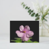 African Violet Flower Briefkaart (Staand voorkant)