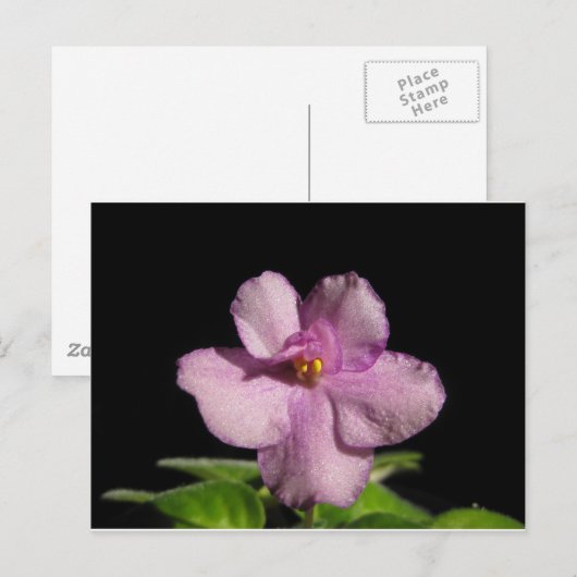 African Violet Flower Briefkaart (Voorkant / Achterkant)