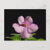 African Violet Flower Briefkaart (Voorkant)