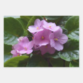 African Violet Saintpaulia - Roze bloemen Inpakpapier Vel (Voorkant)