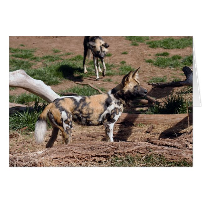 African Wild Dog 008 Card (Voorkant Horizontaal)