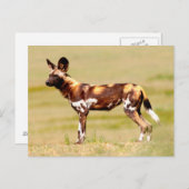 African Wild Dog (Lycaon Pictus) Standing Briefkaart (Voorkant / Achterkant)