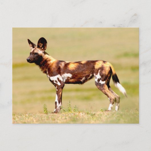 African Wild Dog (Lycaon Pictus) Standing Briefkaart (Voorkant)