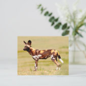 African Wild Dog (Lycaon Pictus) Standing Briefkaart (Staand voorkant)