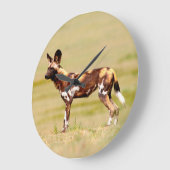 African Wild Dog (Lycaon Pictus) Standing Grote Klok (Hoek)
