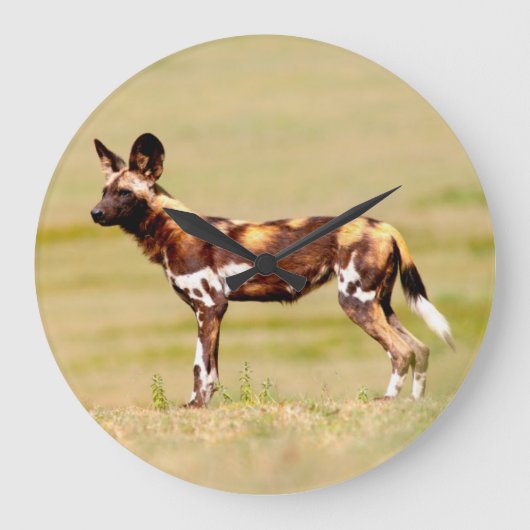 African Wild Dog (Lycaon Pictus) Standing Grote Klok (Voorkant)