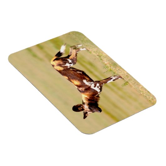 African Wild Dog (Lycaon Pictus) Standing Magneet (Rechterzijde)