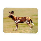 African Wild Dog (Lycaon Pictus) Standing Magneet (Horizontaal)