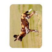 African Wild Dog (Lycaon Pictus) Standing Magneet (Verticaal)