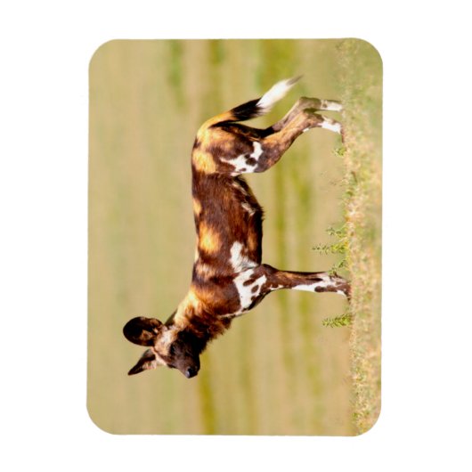 African Wild Dog (Lycaon Pictus) Standing Magneet (Verticaal)