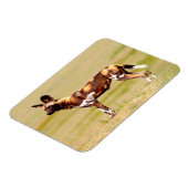 African Wild Dog (Lycaon Pictus) Standing Magneet (Linkerzijde)