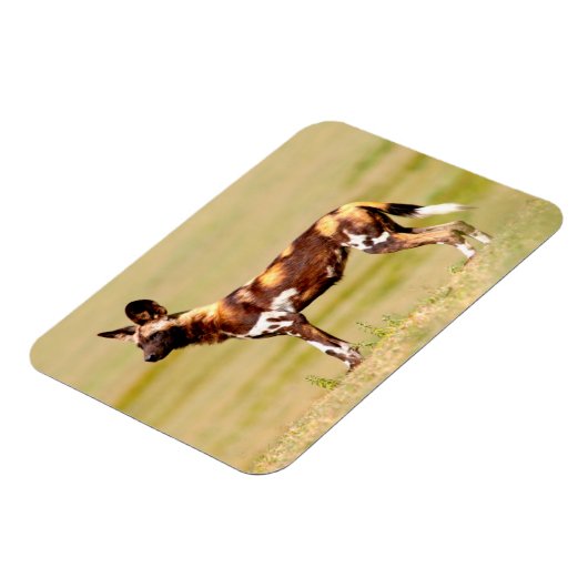African Wild Dog (Lycaon Pictus) Standing Magneet (Linkerzijde)
