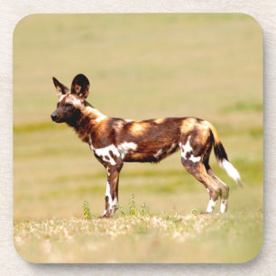 African Wild Dog (Lycaon Pictus) Standing Onderzetter