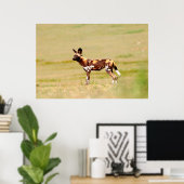 African Wild Dog (Lycaon Pictus) Standing Poster (Thuiskantoor)