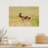 African Wild Dog (Lycaon Pictus) Standing Poster (Keuken)