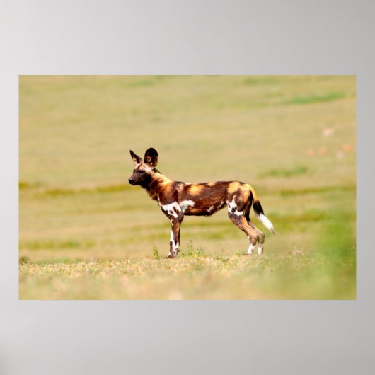 African Wild Dog (Lycaon Pictus) Standing Poster (Voorkant)