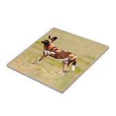 African Wild Dog (Lycaon Pictus) Standing Tegeltje (Zijkant)