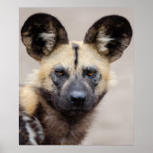 African Wild Dog (Painted Dog) Poster (Voorkant)
