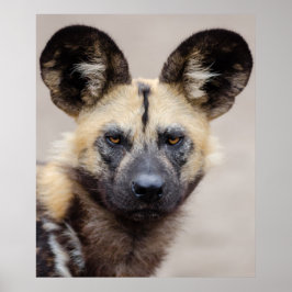 African Wild Dog (Painted Dog) Poster