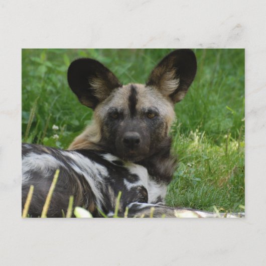 African Wild Dog Photo Briefkaart (Voorkant)