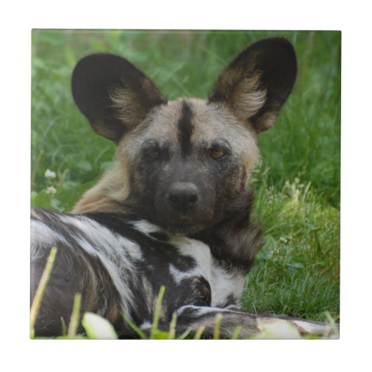 African Wild Dog Tile Tegeltje (Voorkant)