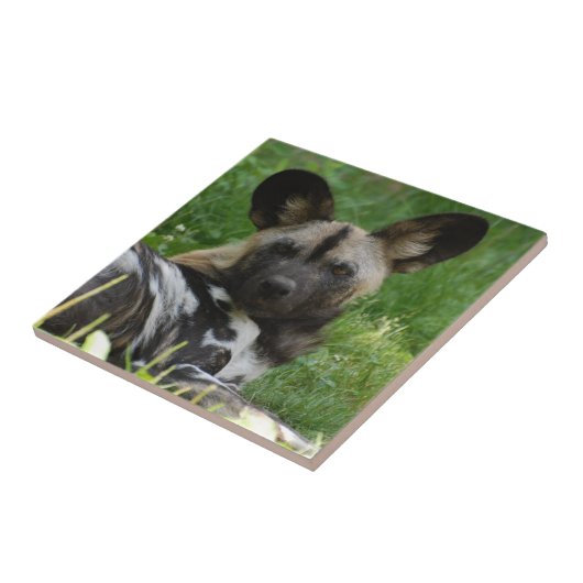 African Wild Dog Tile Tegeltje (Zijkant)
