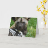 African Wild Dog Wenskaart Kaart (Gele Bloem)