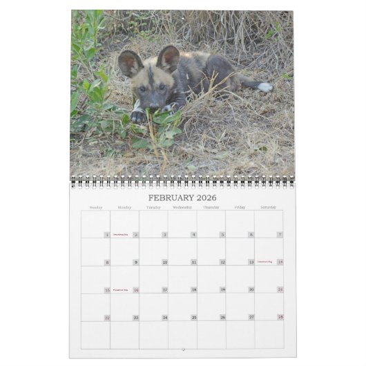 AFRICAN WILD DOGS KALENDER (Feb 2026)
