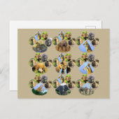 African Wildlife Lion Pawprint 9 Collage Briefkaar Briefkaart (Voorkant / Achterkant)