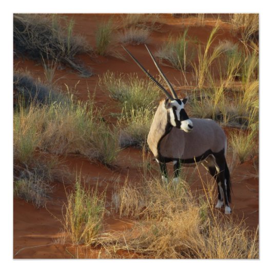 African Wildlife Oryx Antelope Sand Dune Savannah Perfect Poster (Voorkant)