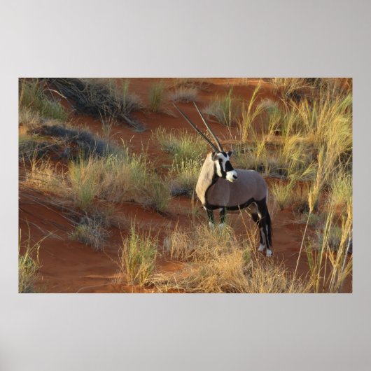 African Wildlife Oryx Antelope Sand Dune Savannah Poster (Voorkant)