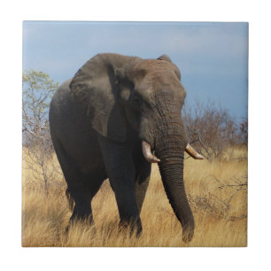 Africia Elephant Tegeltje