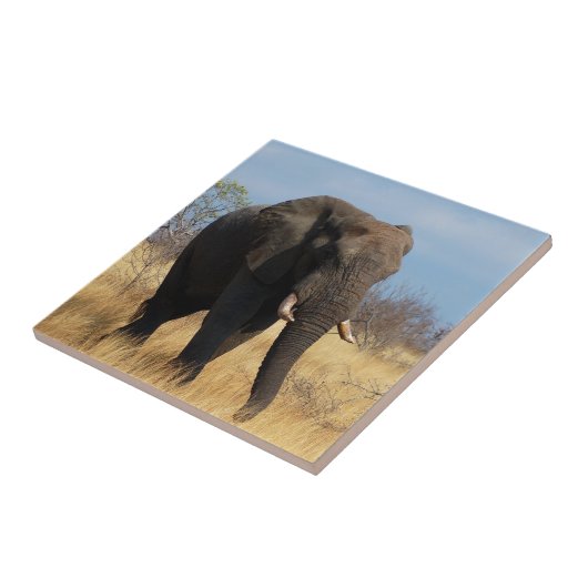Africia Elephant Tegeltje (Zijkant)