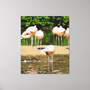 Afrika Afrikaanse Dierenbek   Grappige Flamingo li Canvas Afdruk
