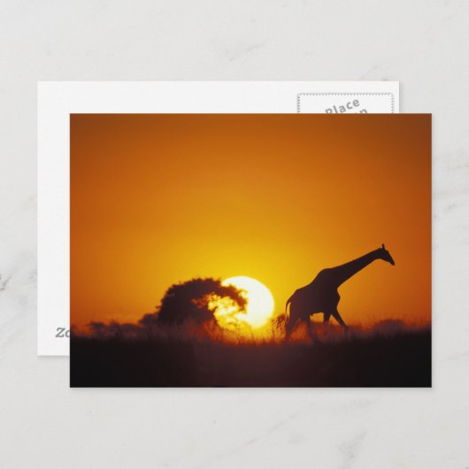 Afrika, Botswana, Chobe National Park, Giraffe 2 Briefkaart (Voorkant / Achterkant)