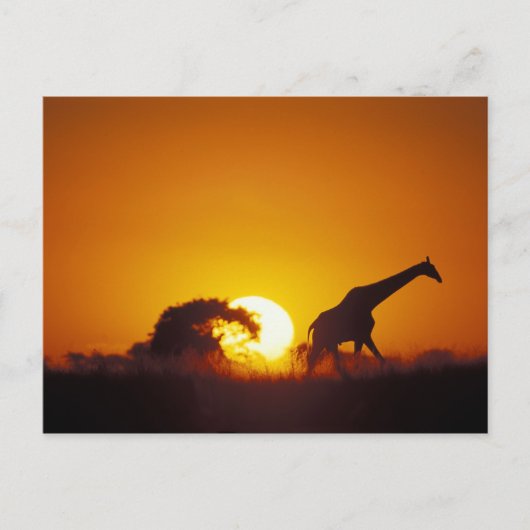 Afrika, Botswana, Chobe National Park, Giraffe 2 Briefkaart (Voorkant)