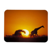 Afrika, Botswana, Chobe National Park, Giraffe 2 Magneet (Horizontaal)