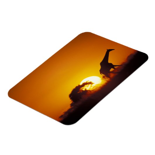 Afrika, Botswana, Chobe National Park, Giraffe 2 Magneet (Linkerzijde)